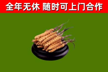 武定回收散虫草