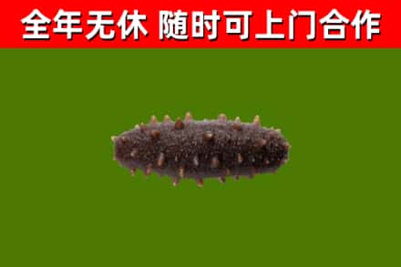 武定回收海参干